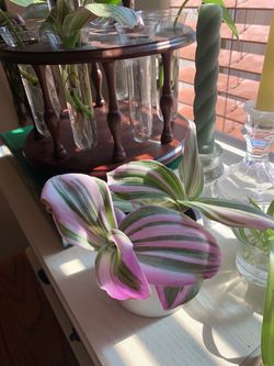 9 plants for bundle