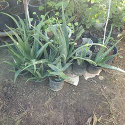   Aloe Vera