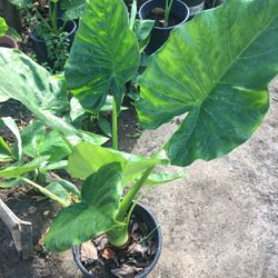 Beautiful Elephant Ear Plant