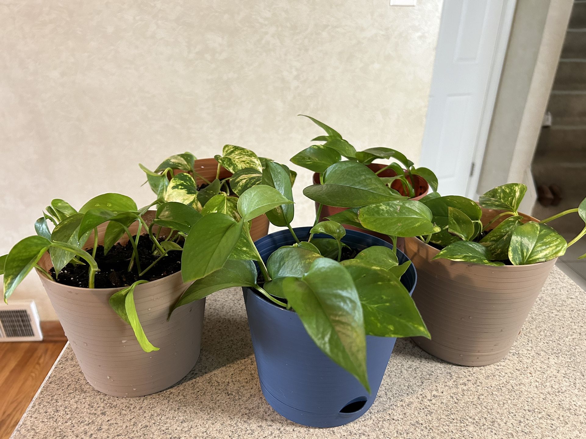Lush Pothos Plants
