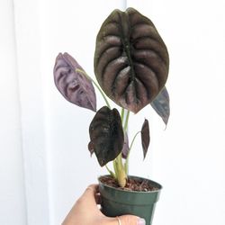 Alocasia Cuprea Red Secret Plant 4" Pot - Indoor House Plants