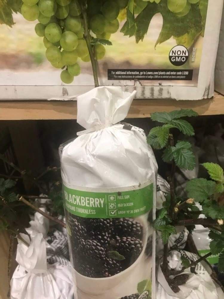 2 X Berry Collection Seedling Plants 1ft Ready To Plant