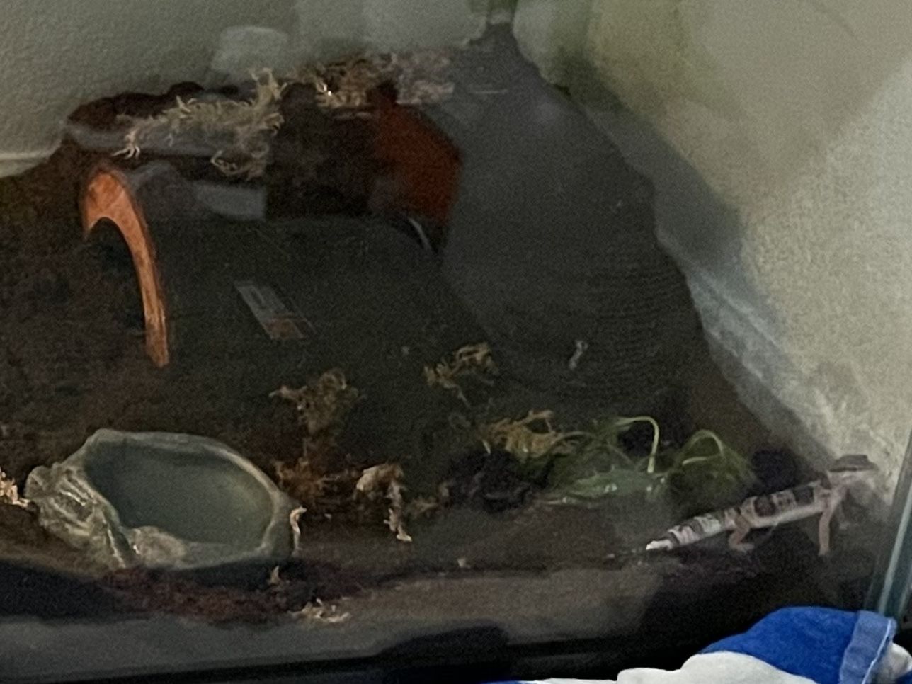 Leopard Gecko 🦎