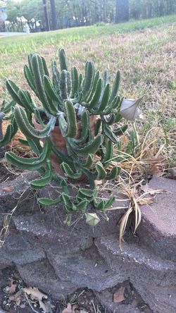 Blooming Zulu Giant. S.W.Arl.