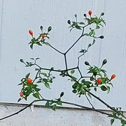 Chiles Piquin Plants.  $10 