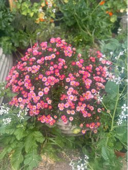 Daisy plant