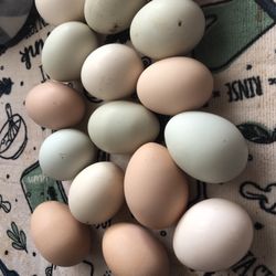 Fresh Eggs