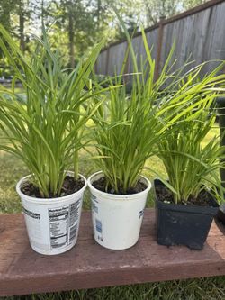 daylily perennial Plants