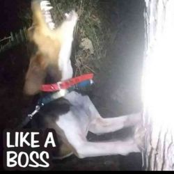 1983 Yamaha YZ490 2 Stroke