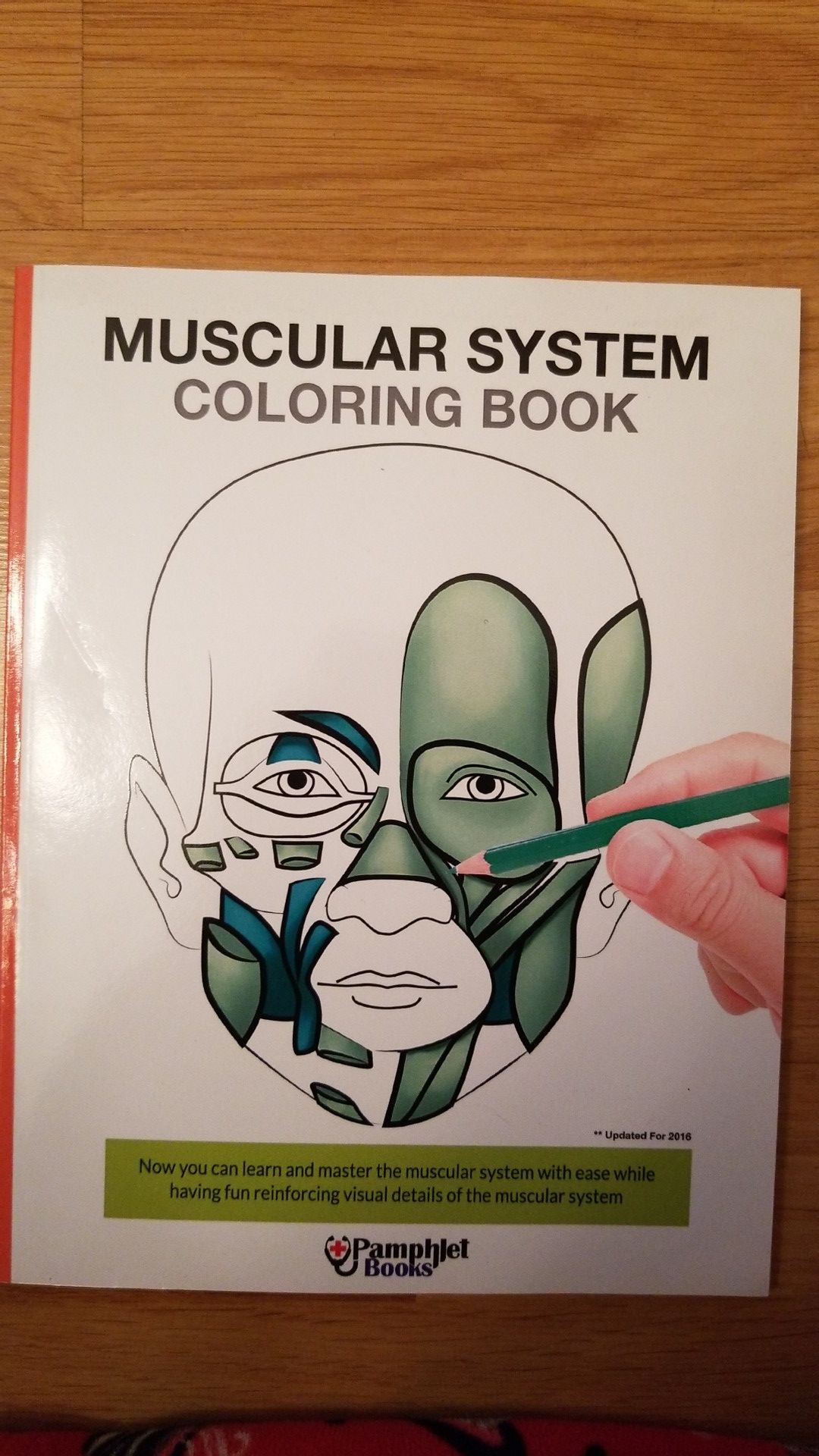 Muscular system coloring book