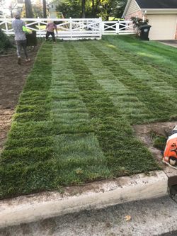 fresh sod cut every morning