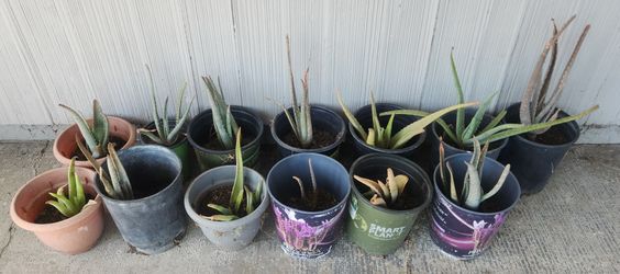 Aloe Vera