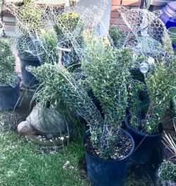 Awesome  Gifts! Topiaries.  Many Different Animals And Birds /Shapes Available Great For Anyone! 