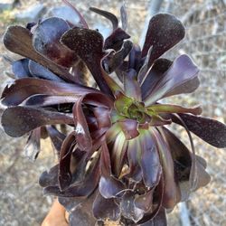 💕🌿🐛 A PILE OF SUCCULENTS FOR FREE🌍🌺🐝 AVAILABLE IF YOU READ THIS POST.🌈🌸🦋🐞