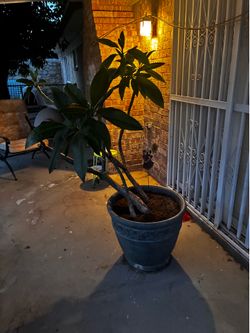 Large Plumeria Plantg with large pot/container