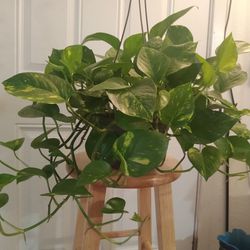 Large Golden Pothos Plant In 10" Hanging Planter (Full Fast Growing Plant With Bright Two-tone Golden Yellow And Green Leaves)