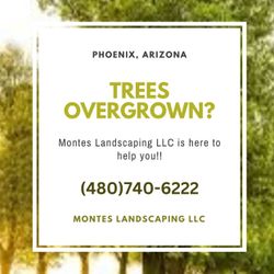 TREES…… and More‼️🤩🌳