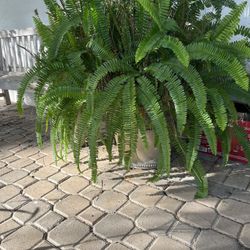 Boston Fern