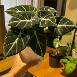 Alocasia Black Velvet Live Plant 