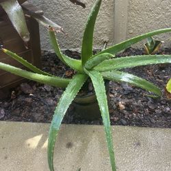 Aloe Vera Plant