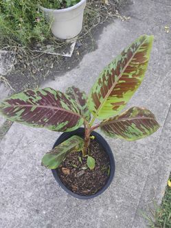 Banana zebrina Rojo tree