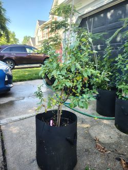 Seargent Crabapple Trees
