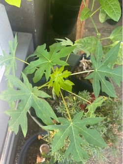 Papaya tree