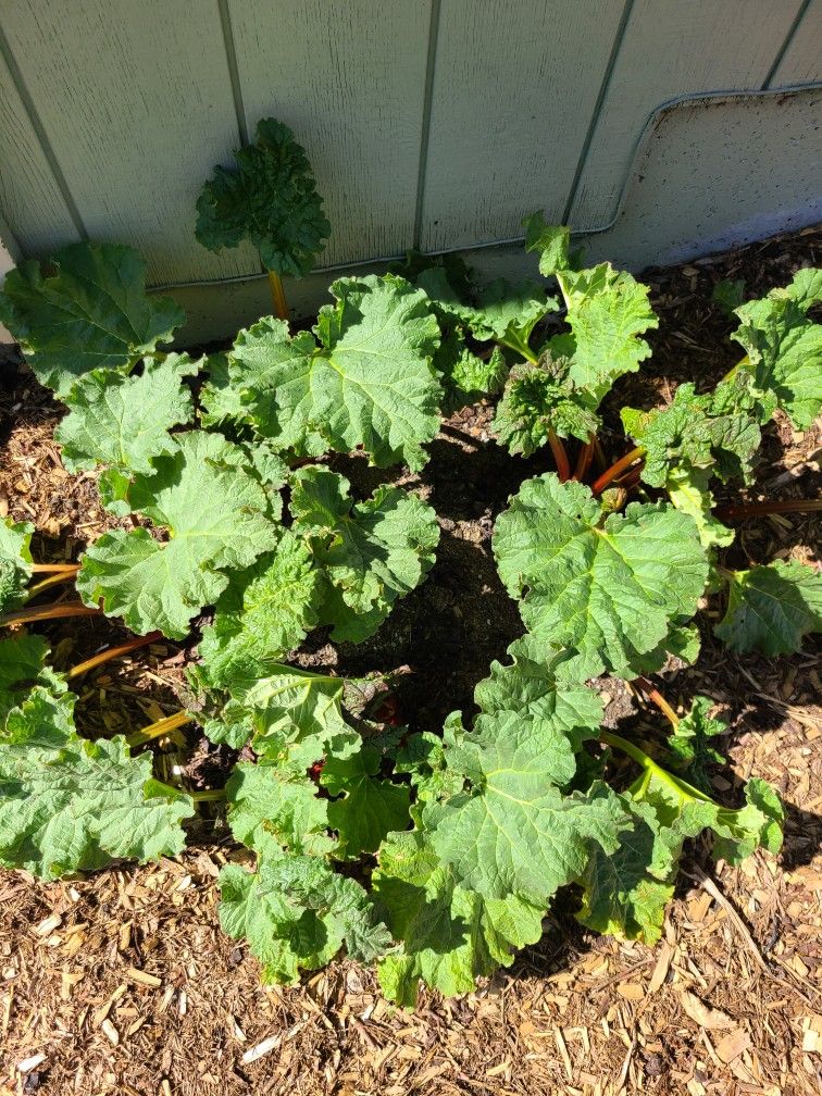 Rhubarb Plants