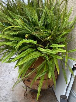 Beautiful Boston fern in decorative terra-cotta and rough iron pot