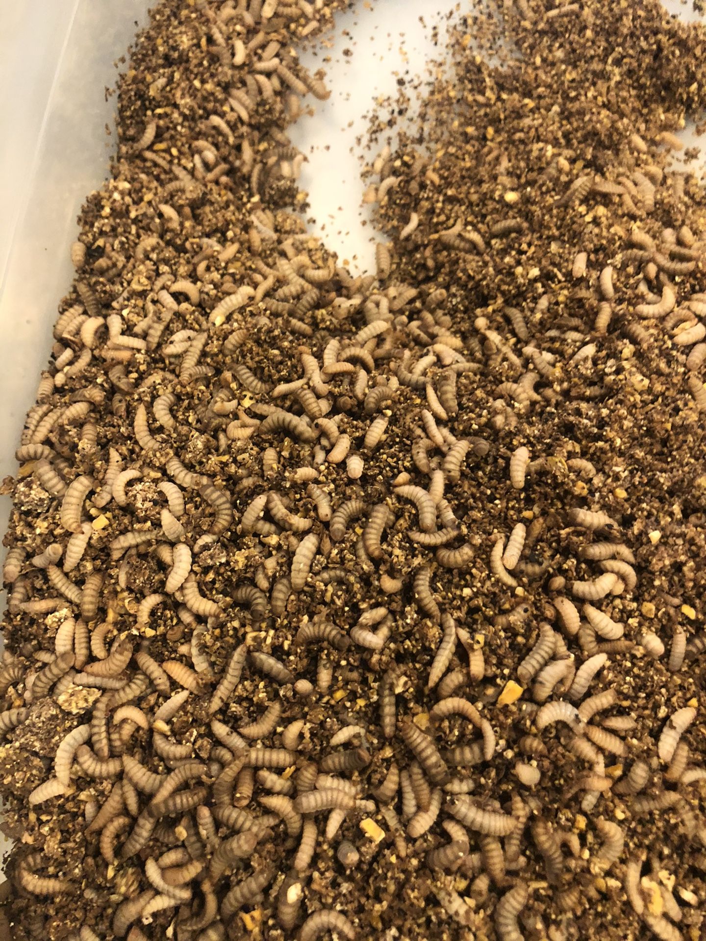 Reptile food, chicken treats , black soldier fly larvae, 70% protein