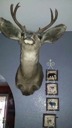 real deer decor