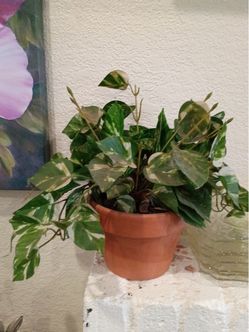 Variegated Pothos in Terra Cotta Pot
