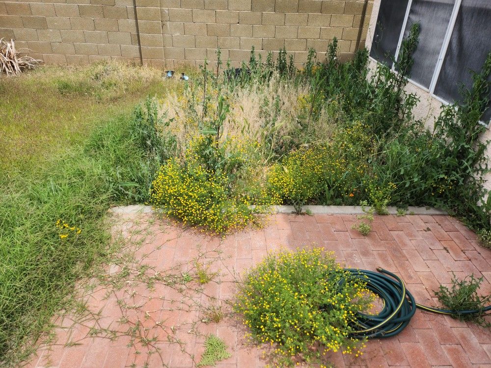 Lawn Service Maintenance