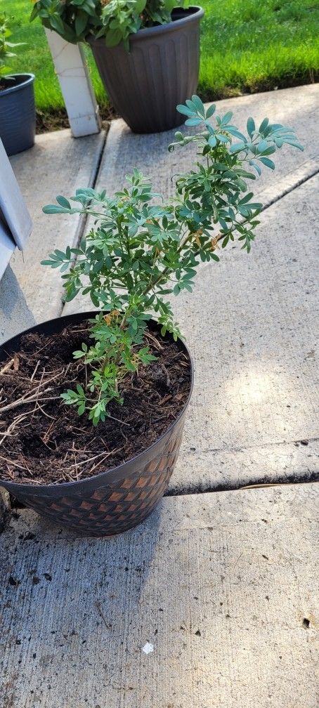 Plants