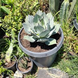 artichoke agave plant