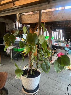 Green Plant