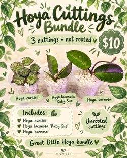 Hoya Cuttings Bundle