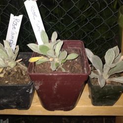 Rose Campion Plants 8$