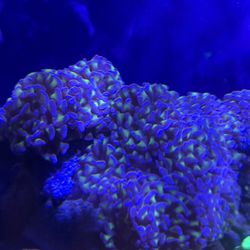 Coral Decoration Purple Hammer Coral