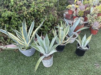 Agave Plants