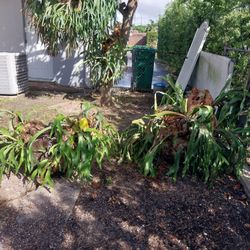 Deer Horn, Carrots De Benao Price For All Or Separate As Well