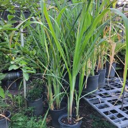 Sugar Cane Tree
