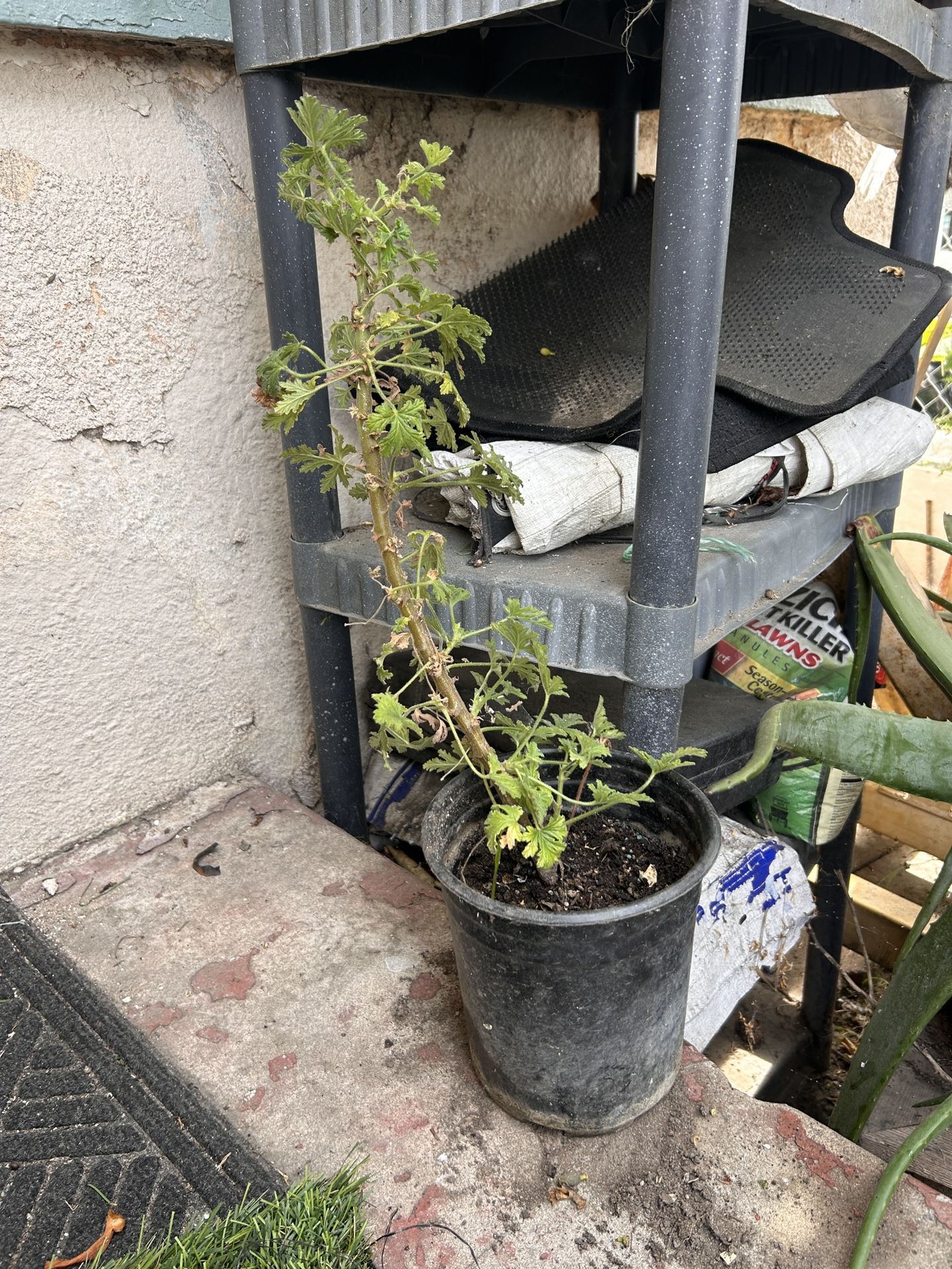 Small Citronella Plant
