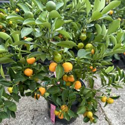 Calamari Plant 