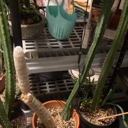 Pot with two cacti