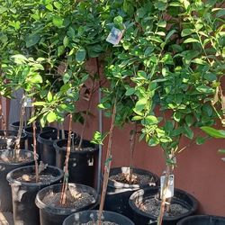 Citrus trees