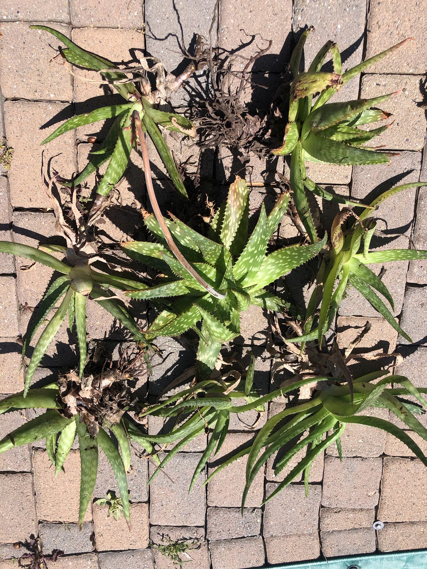 Aloe Vera Succulent Plant Cuttings 