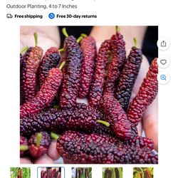 Organic Mulberries Plant