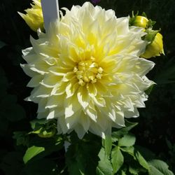 Cut dahlia for a beautiful bouquet.