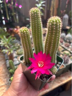Hot pink peanut cactus 🌵 🥜🩷